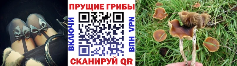 Псилоцибиновые грибы Cubensis  купить   Соль-Илецк 